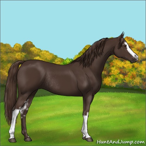 Horse Color:White Spotted Liver Chestnut Rabicano 