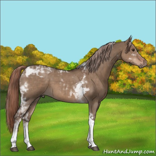 Horse Color:Liver Red Dun Tobiano Rabicano 
