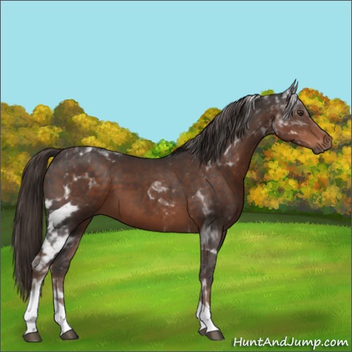 Horse Color:Liver Chestnut Tobiano 