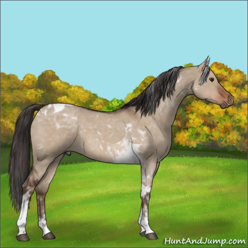 Horse Color:Liver Red Dun Roan Tobiano 