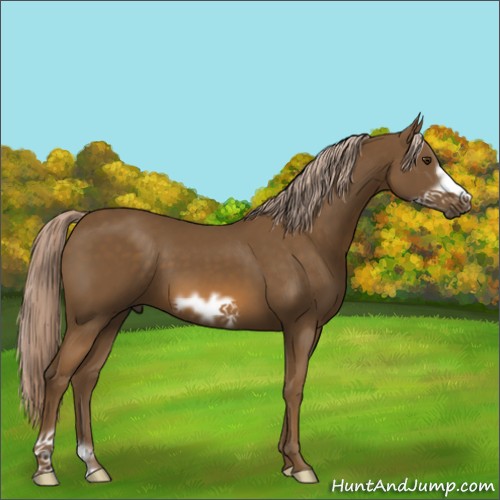 Horse Color:Chocolate Palomino Frame 