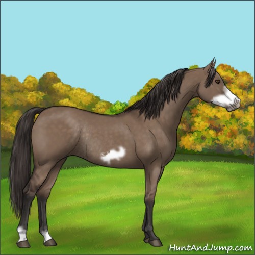 Horse Color:Liver Red Dun Frame Rabicano 