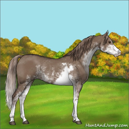 Horse Color:Liver Red Dun Sabino Rabicano 