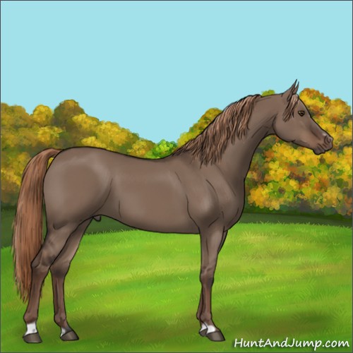 Horse Color:Liver Red Dun Sabino Rabicano 