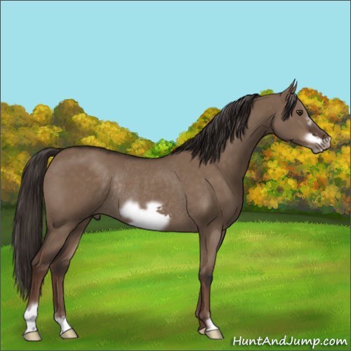 Horse Color:Liver Red Dun Frame Rabicano 