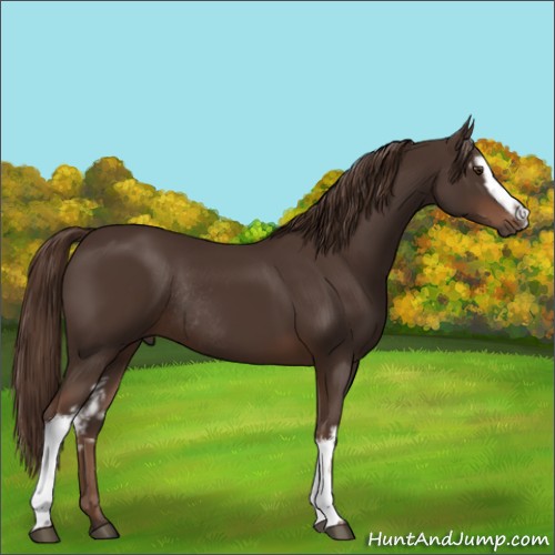Horse Color:White Spotted Liver Chestnut Rabicano 