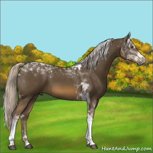 Horse Color:Chocolate Palomino Tobiano 