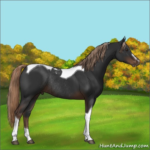 Horse Color:Liver Chestnut Sabino Tobiano Rabicano 