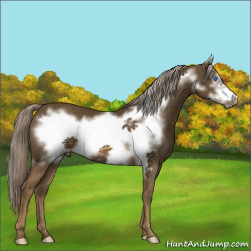 Horse Color:Chocolate Palomino Frame 