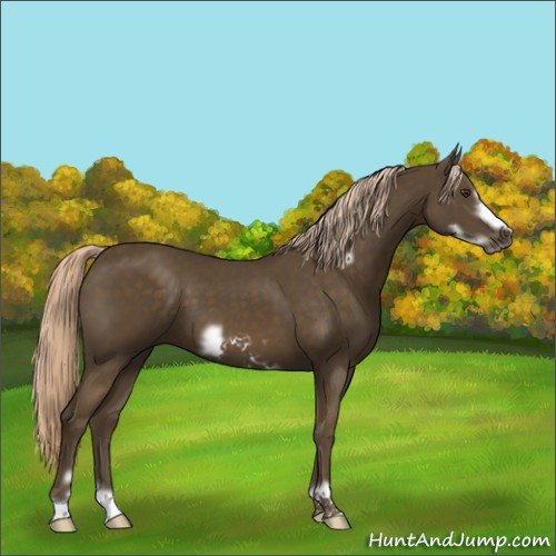 Horse Color:Chocolate Palomino Frame 