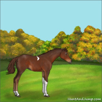 Horse Color:Gray Chestnut Tobiano 