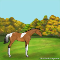 Horse Color:Gray Buckskin Tobiano 