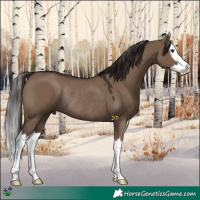 Horse Color:White Spotted Liver Red Dun Splash Rabicano 