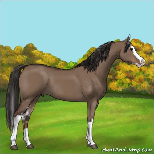 Horse Color:White Spotted Liver Red Dun Splash Rabicano 