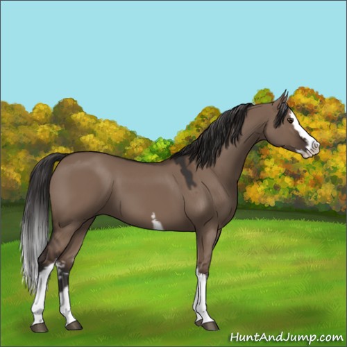 Horse Color:White Spotted Liver Red Dun Splash 