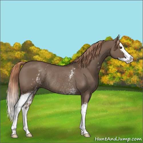 Horse Color:White Spotted Liver Red Dun Splash Rabicano 