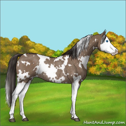Horse Color:White Spotted Liver Red Dun Splash Rabicano 