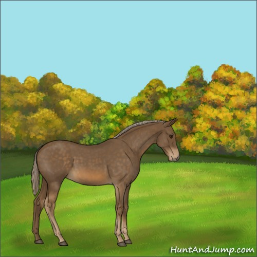 Horse Color:Chocolate Palomino Roan 