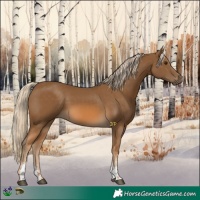 Horse Color:Chocolate Palomino Sabino 