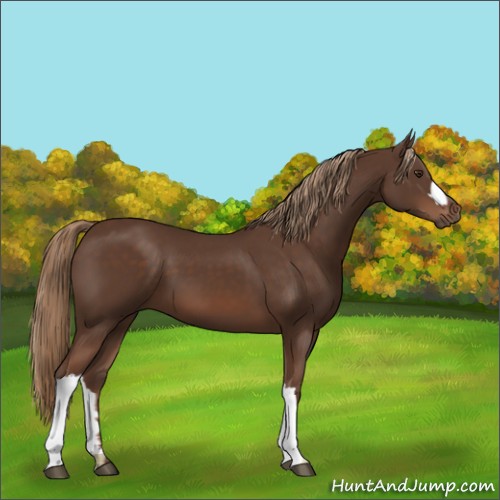 Horse Color:Liver Chestnut 