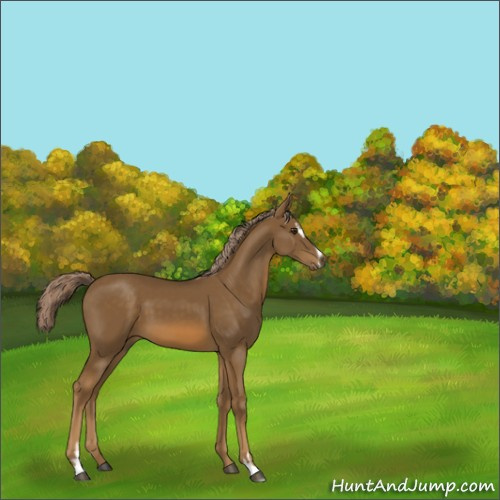 Horse Color:Chocolate Palomino Sabino 