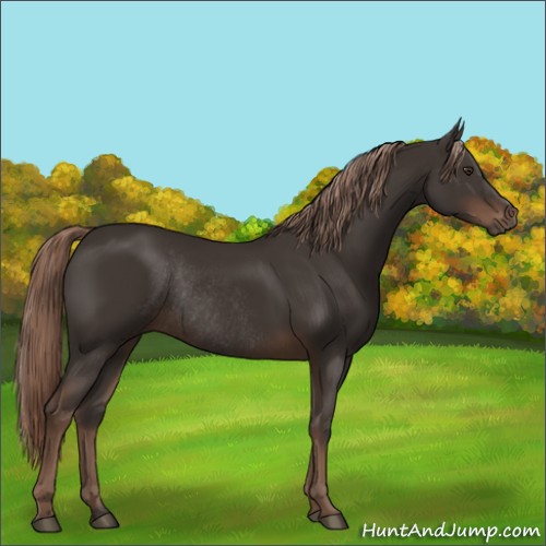 Horse Color:Liver Chestnut Rabicano 