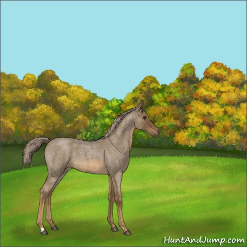Horse Color:Chocolate Palomino Roan 