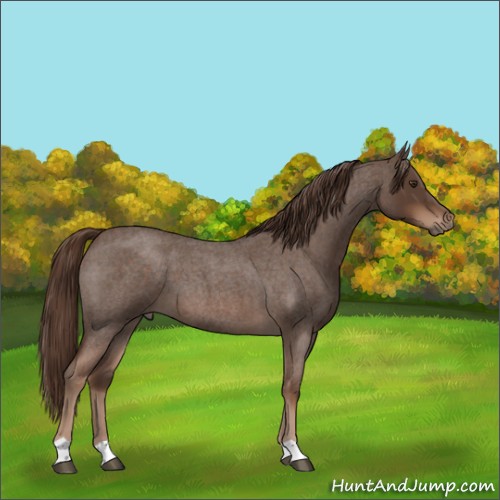 Horse Color:Liver Red Roan 