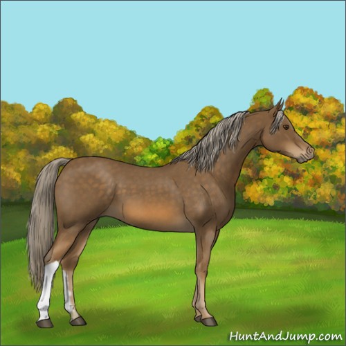 Horse Color:Chocolate Palomino Roan 