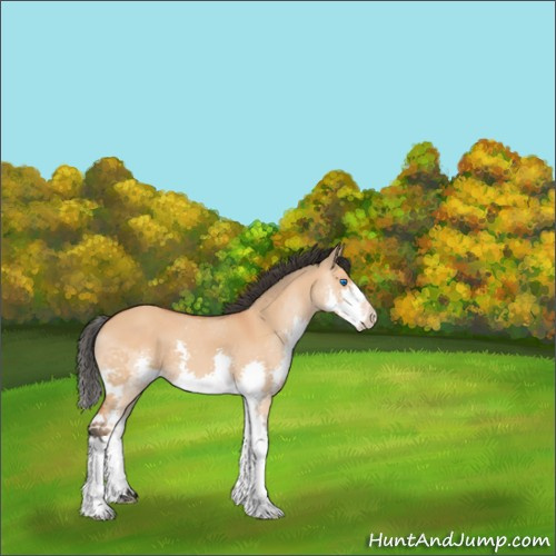Horse Color:Bay Dun Splash 