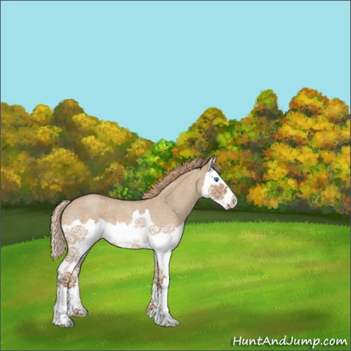 Horse Color:Red Dun Roan Splash 