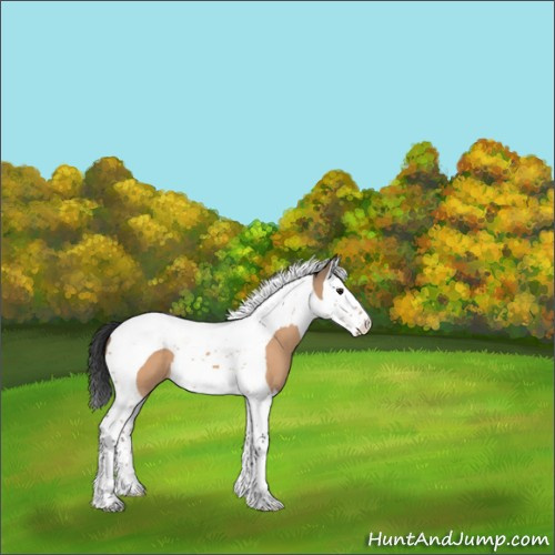 Horse Color:Bay Dun Splash Tobiano 