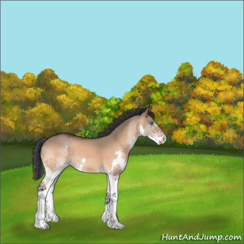 Horse Color:Bay Dun Splash 