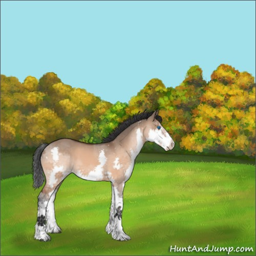 Horse Color:Bay Dun Splash 