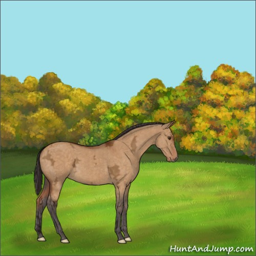 Horse Color:Buckskin Ice Dun 