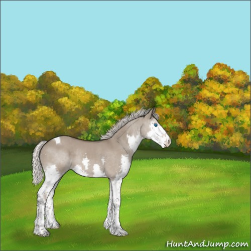 Horse Color:Silver Grullo Splash Tobiano Rabicano 