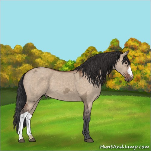 Horse Color:Bay Ice Dun 
