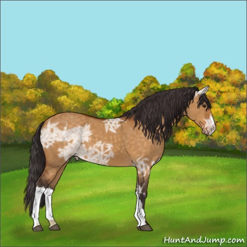 Horse Color:Buckskin Ice Dun 
