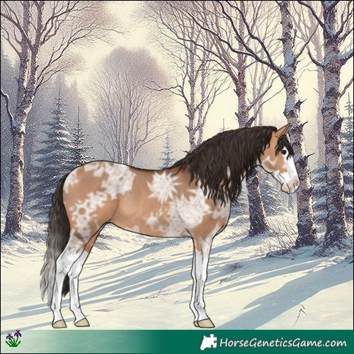 Horse Color:Bay Ice Dun Splash Rabicano 