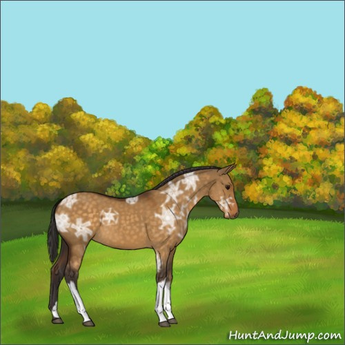 Horse Color:Buckskin Ice Dun 