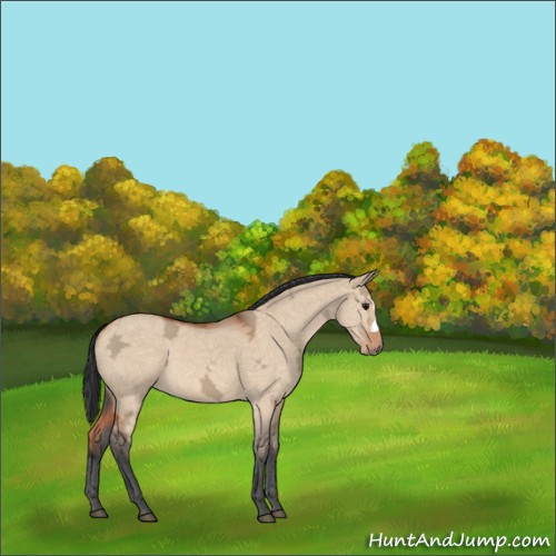 Horse Color:Bay Ice Dun 