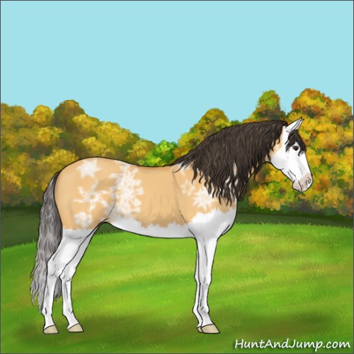 Horse Color:Buckskin Ice Roan Dun Splash 