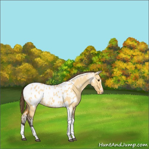 Horse Color:Buckskin Ice Dun Tobiano Appaloosa 