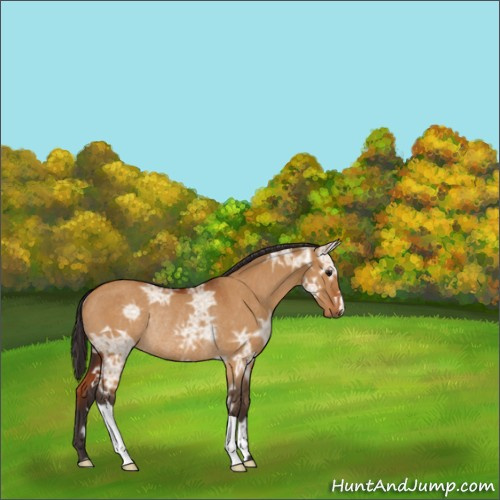 Horse Color:Buckskin Ice Dun Rabicano 