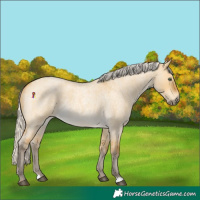 Horse Color:Silver Buckskin Roan Dun 