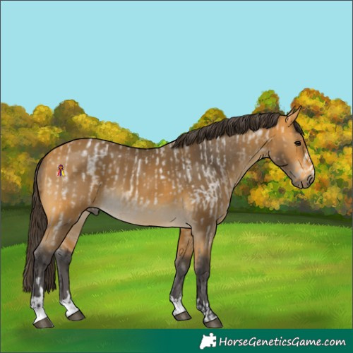 Horse Color:Buckskin Roan  and Buckskin 