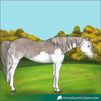Horse Color:Silver Grullo Splash 