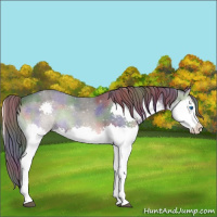 Horse Color:Nacre Blue Onyx Splash Appaloosa 