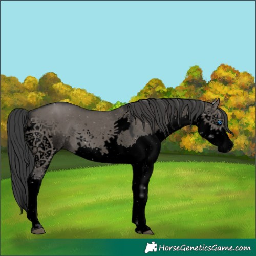 Horse Color:Void Grullo Splash
