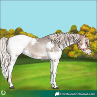 Horse Color:Silver Blue Onyx Splash Appaloosa 